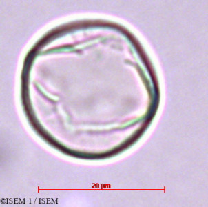 Cytisus balansae - lame n° 27870